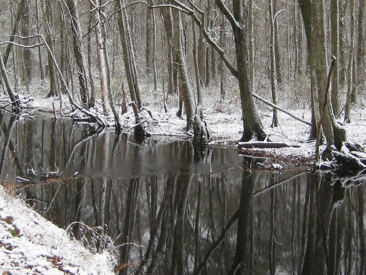 Frosty woodland and stream