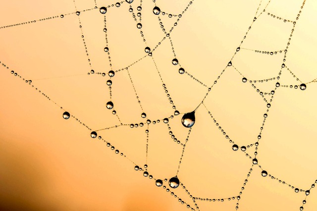 Dew drop spider's web