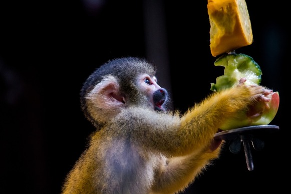 Spider monkey eating fruit